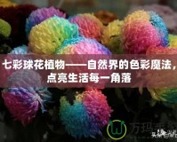 七彩球花植物——自然界的色彩魔法，點(diǎn)亮生活每一角落