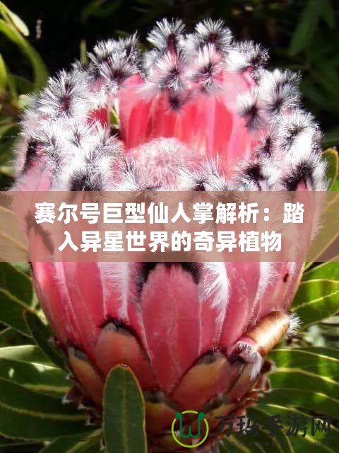 賽爾號(hào)巨型仙人掌解析：踏入異星世界的奇異植物