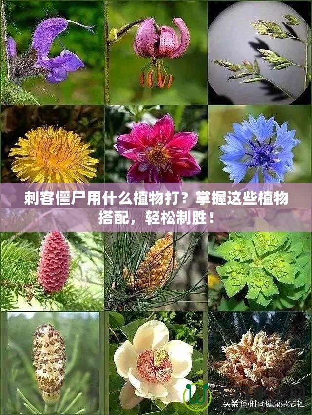 刺客僵尸用什么植物打？掌握這些植物搭配，輕松制勝！